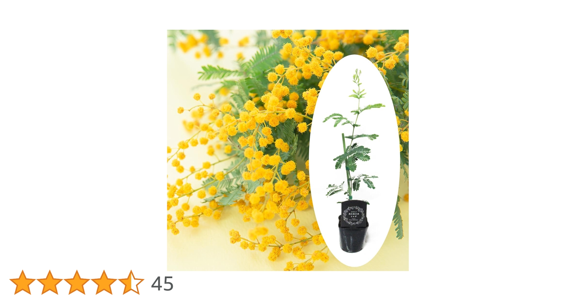 ミモザアカシア / 649 ミモザアカシア / 649 アカシア：シダレ ミモザ5