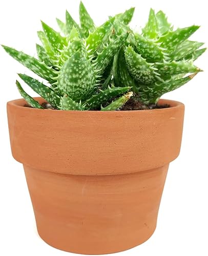 Miniatura 10 de Suculenta de aloe Juvenna con diente de tigre (2 pulgadas)