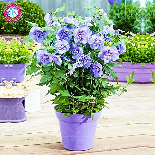 ポアレ　poiray プルミエ　花　ハイビスカス Amazon.co.jp: 【値下げSALE】鉢花 ハイビスカス ニューロング