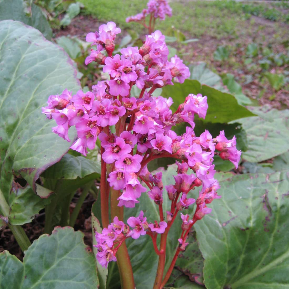 6 x Bergenia Cordifolia - Perenni Vaso 9cm x 9cm