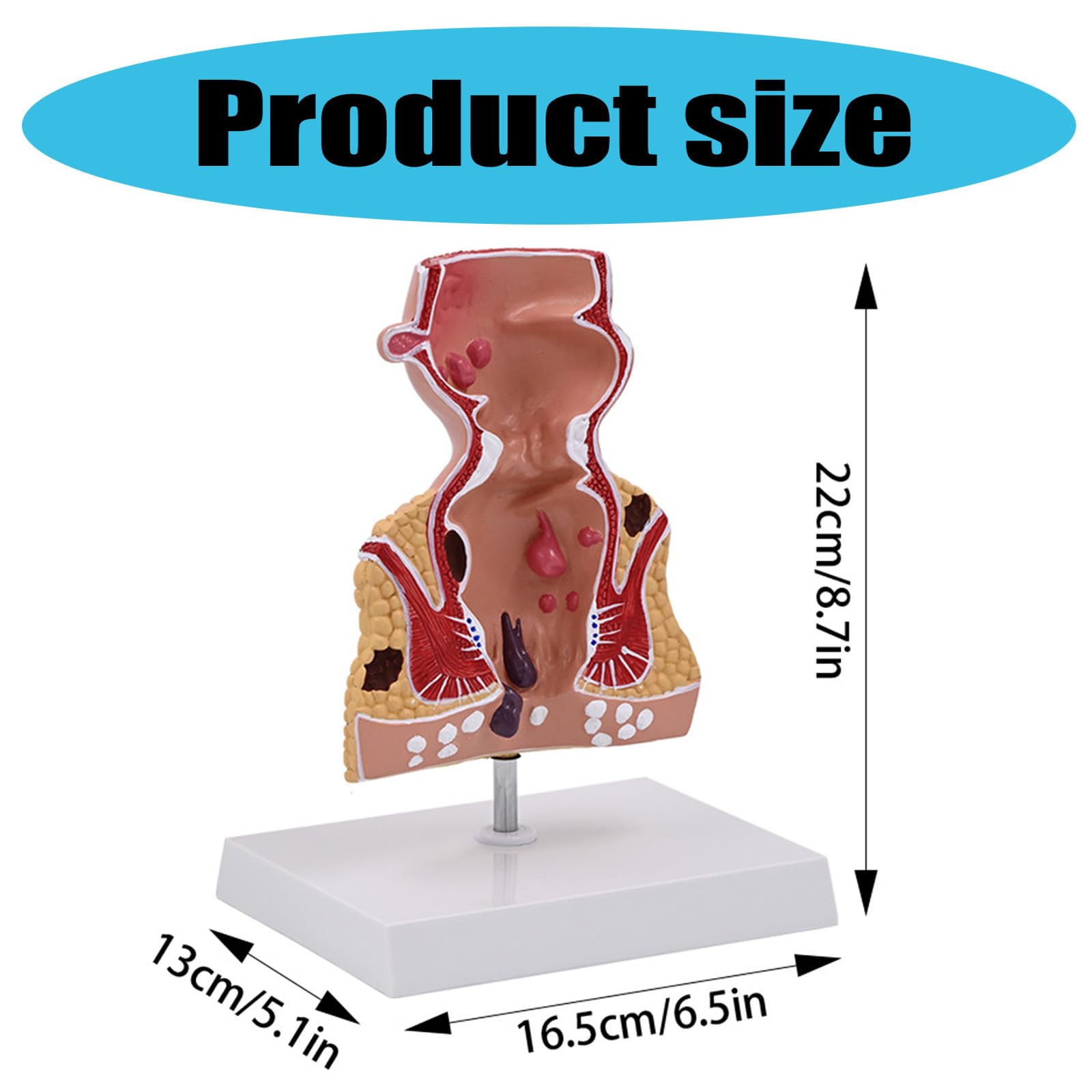 Modello retto per anatomia aiuto didattico patologie umane pratiche del retto modello di materiale scolastico umano per anatomia