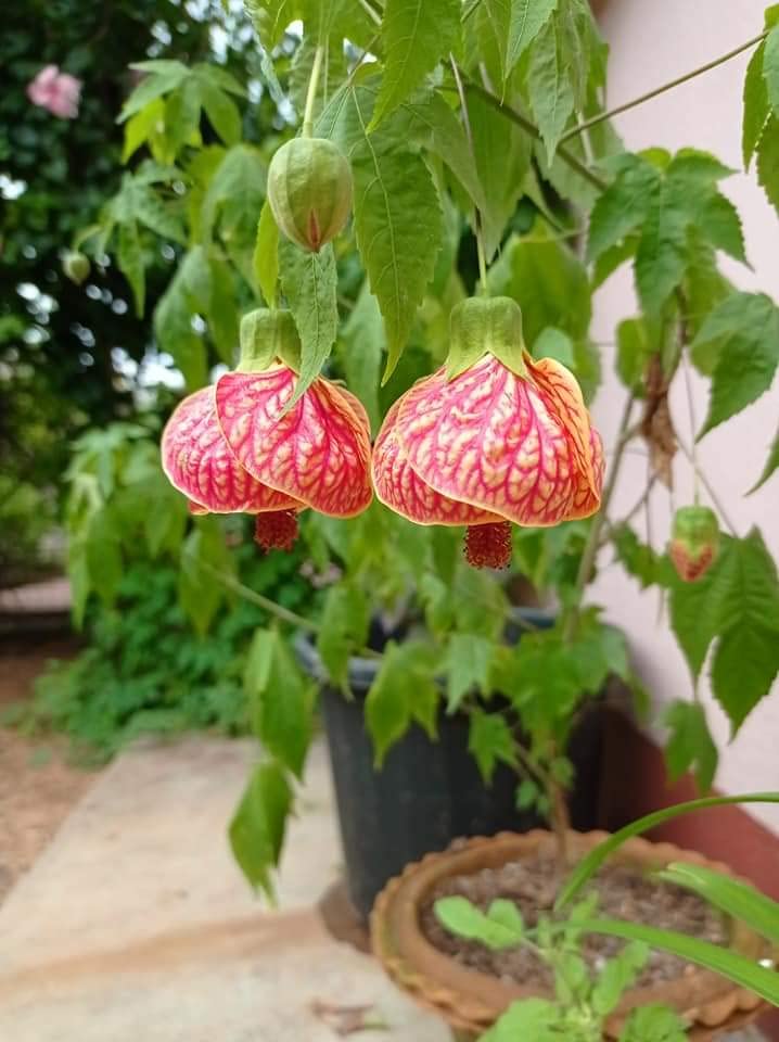 The Royal Crafty Chinese Lantern Hibiscus - easy and care Live Flowering Plant 1-1.5 Ft Height in Nursery Grow Bag for Home Garden (B0CJPYFM6R) Amazon Price History, Amazon Price Tracker