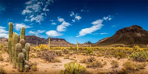Yeele 20x10ft Desert Nature Landscape Photography Background Mountain Saguaro Ca