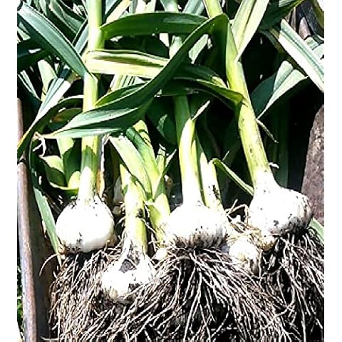Genuine Elephant Garlic 05 Corms/Seeds- You Will get Same in 2nd Picture Cover
