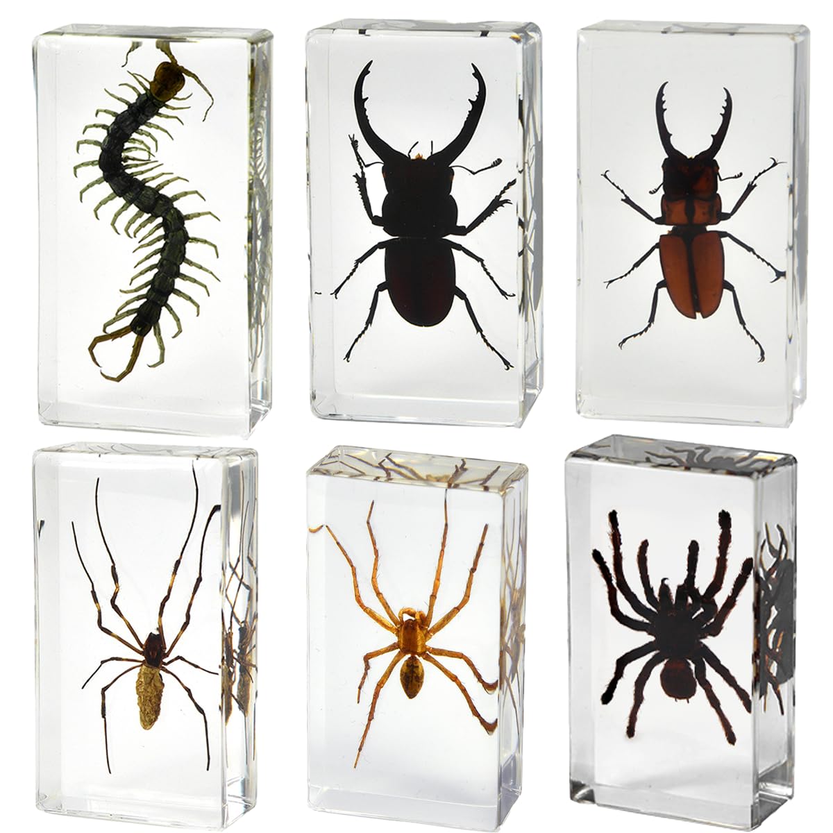 KSVMOAG6 Pcs Real Resin Specimen,Insect in Resin Collection,Spiders Paperweight Assortment Framed SpidersTaxidermy Display Science for Preschool,Classroom Science