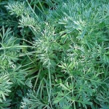 Wormwood Artemisia Absinthium - Grow Now or Store for Future Planting - Capsule of 75 Seeds