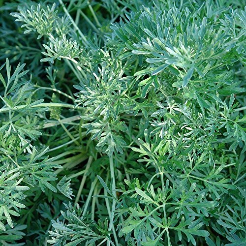 Wormwood Seeds (Artemisia Absinthium) Packet Of 75 Seeds #TOP6