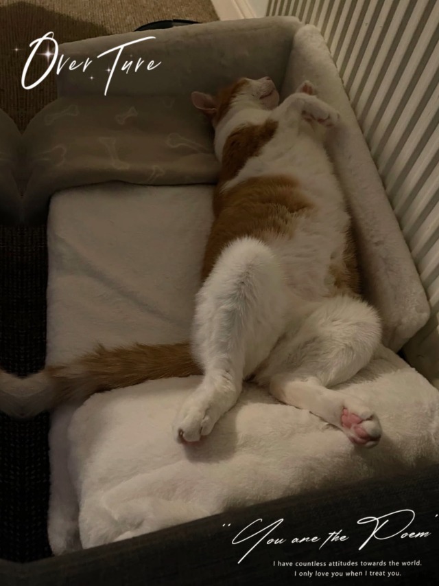 Cuccia Per Cani Ferplast Sofà 10 - Imbottita, Cotone Lavabile, 96x71x32cm, Marrone - Foto 3