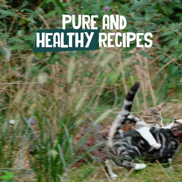 Yarrah Organic Dry Cat Food 6kg | Premium dry cat food with