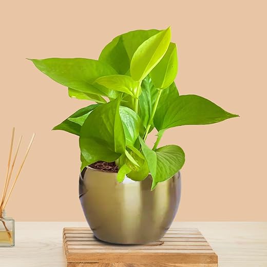 Greenkin Money Plant + Golden Metal Pot