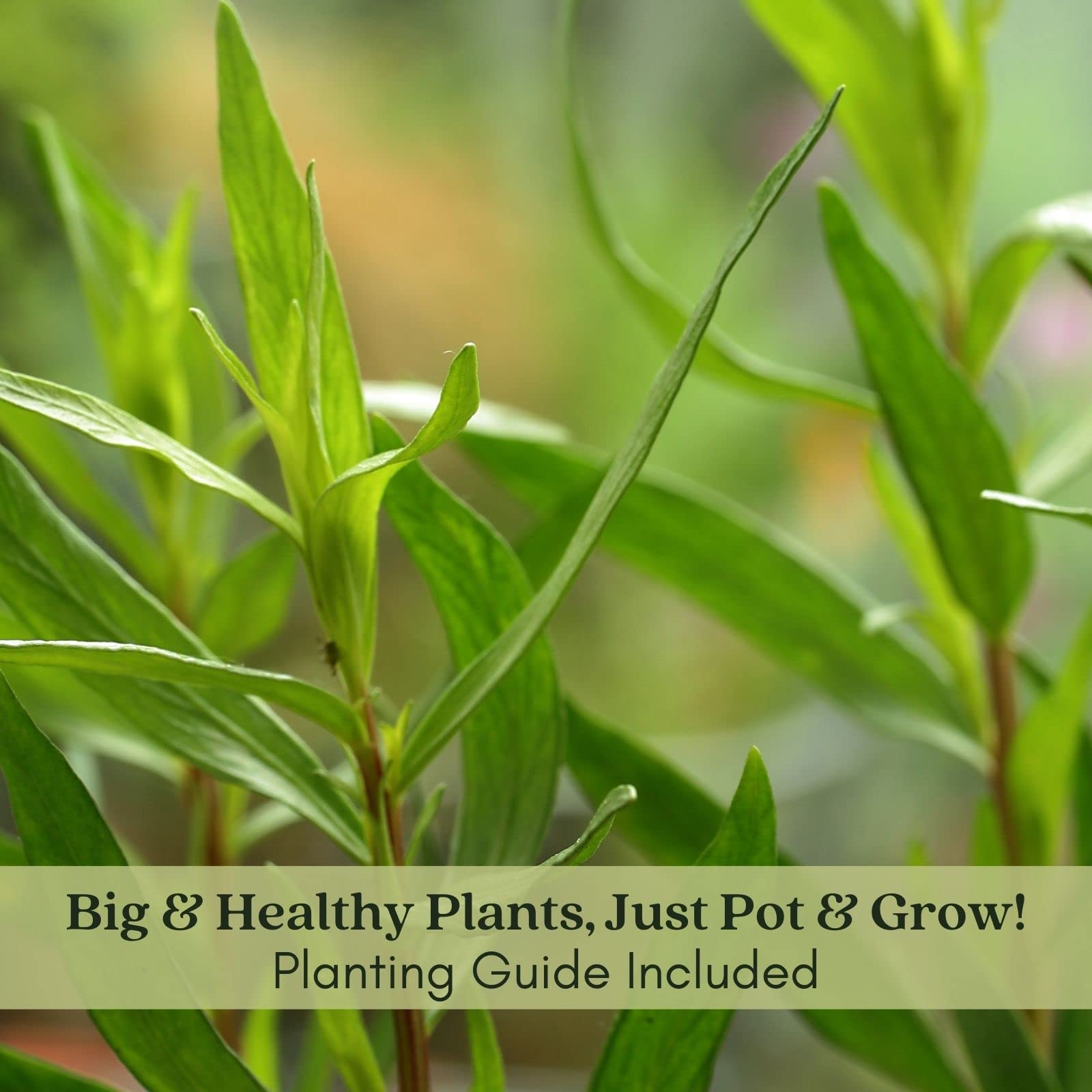 banana for plants Ice Cream Banana Tree – Epic Gardening main image 0