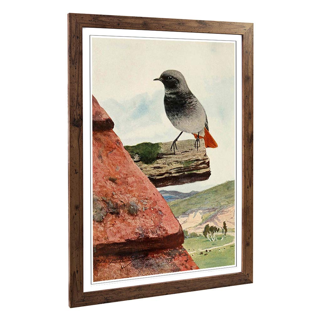 Big Box Art Framed Print of Vintage W Kuhnert Black Redstart Design | Wall Art Picture | Home Decor for Kitchen, Living Room, Bedroom, Hallway, Walnut, A2 / 24.5x18 Inch / 62x45cm