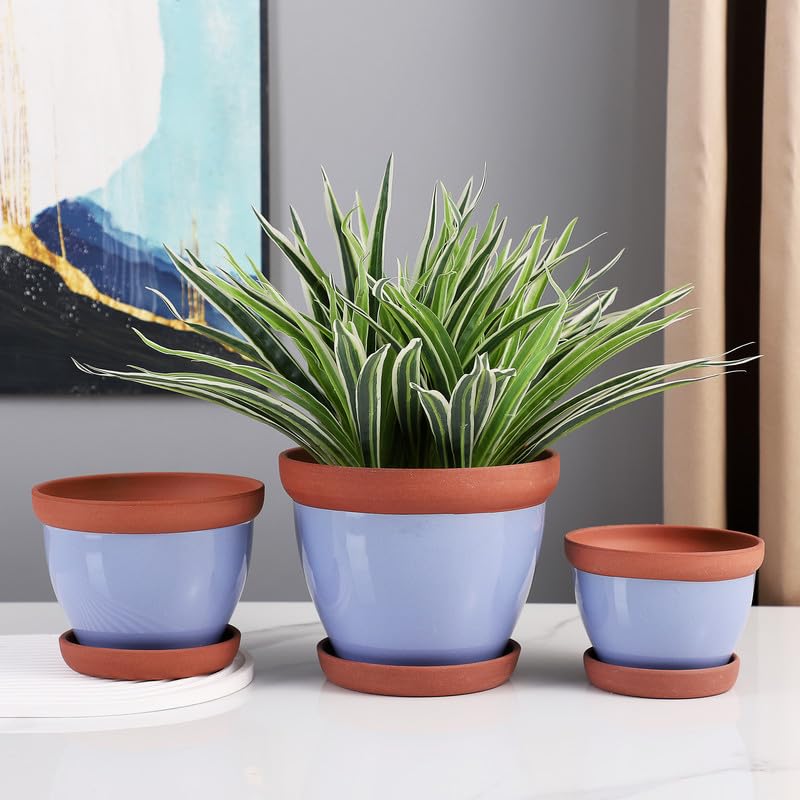 wie sieht eine palmlilie aus Yucca rostrata