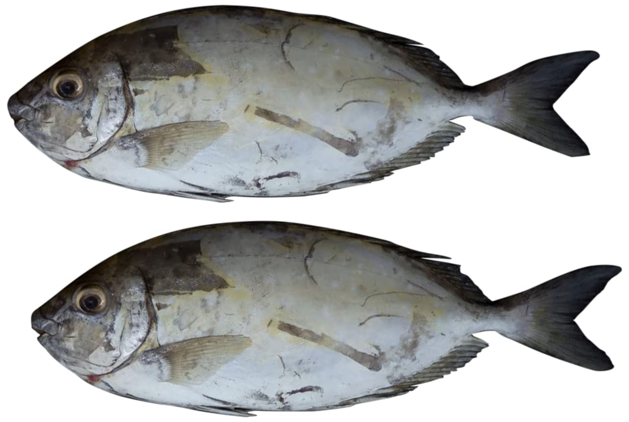 Fresh Safi Fish Medium 1kg