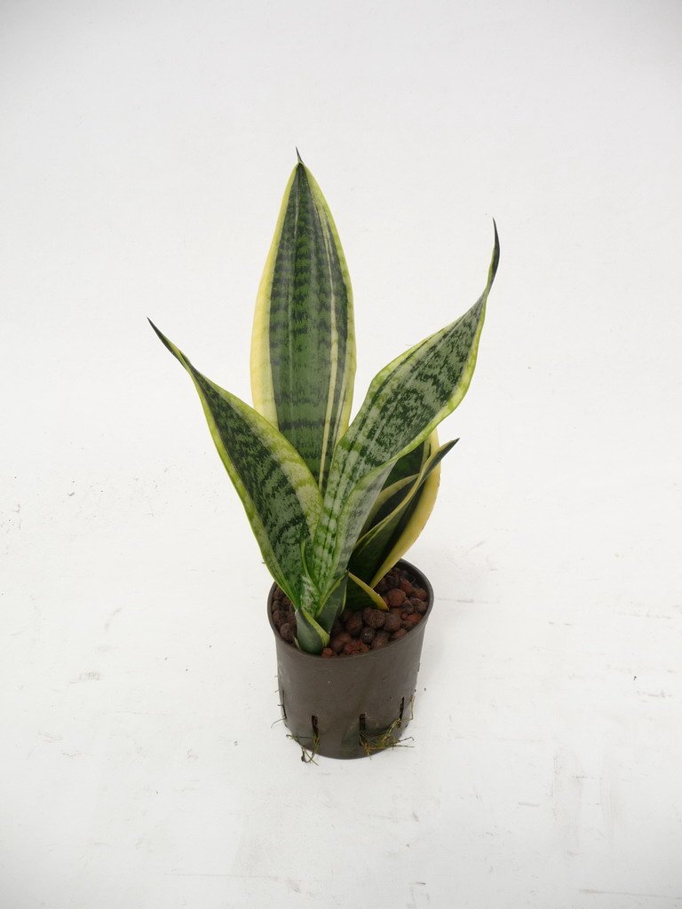 Bogenhanf, Sansevieria trifasciata Superba, Zimmerpflanze in Hydrokultur,  13/12er Kulturtopf, 25-30 cm : Amazon.de: Garten