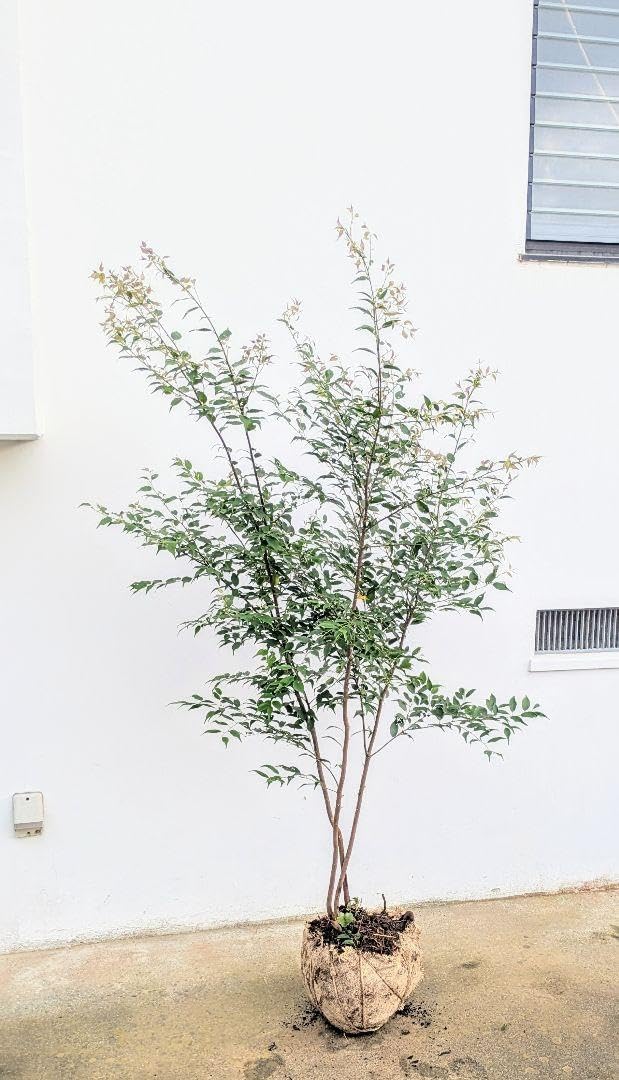 山採りハイノキ。単幹。 極上単幹 山採りハイノキ 極上。山採りハイノキ。 極上単幹。山採り