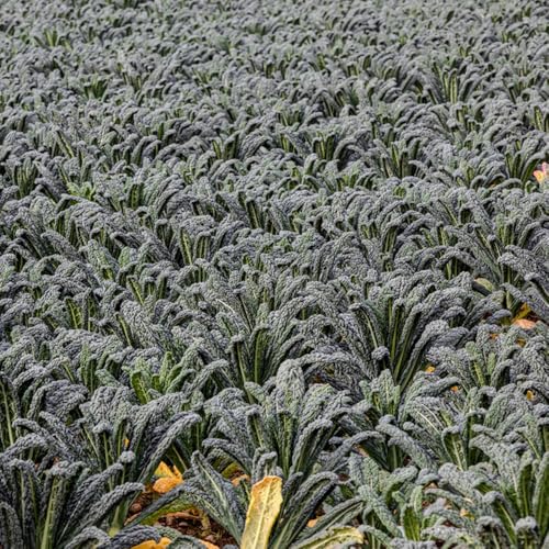 semillas verduras col de palma - jardín de plantas bonsái semillas de hortalizas macetas plantas de oficina plantas resistentes para el jardín de semillas de plantas decorativas 300pcs