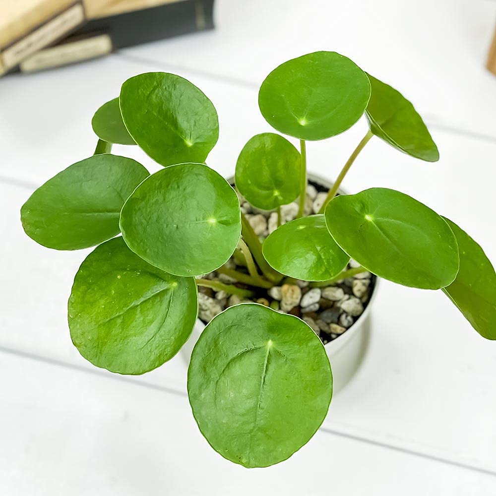 Amazon.co.jp: PLANCHU 観葉植物 ピレア ペペロミオイデス 3.5号