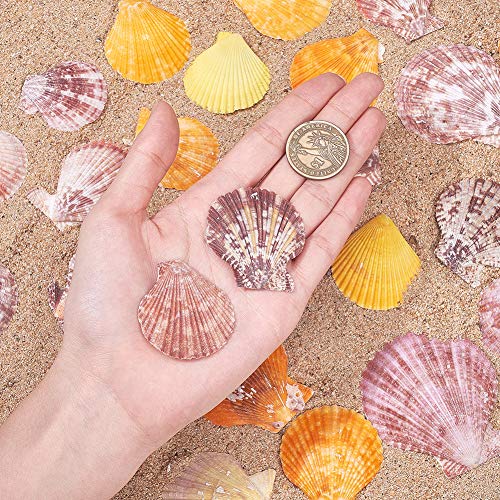 PandaHall Circa 63pcs Conchiglie di Mare Naturali