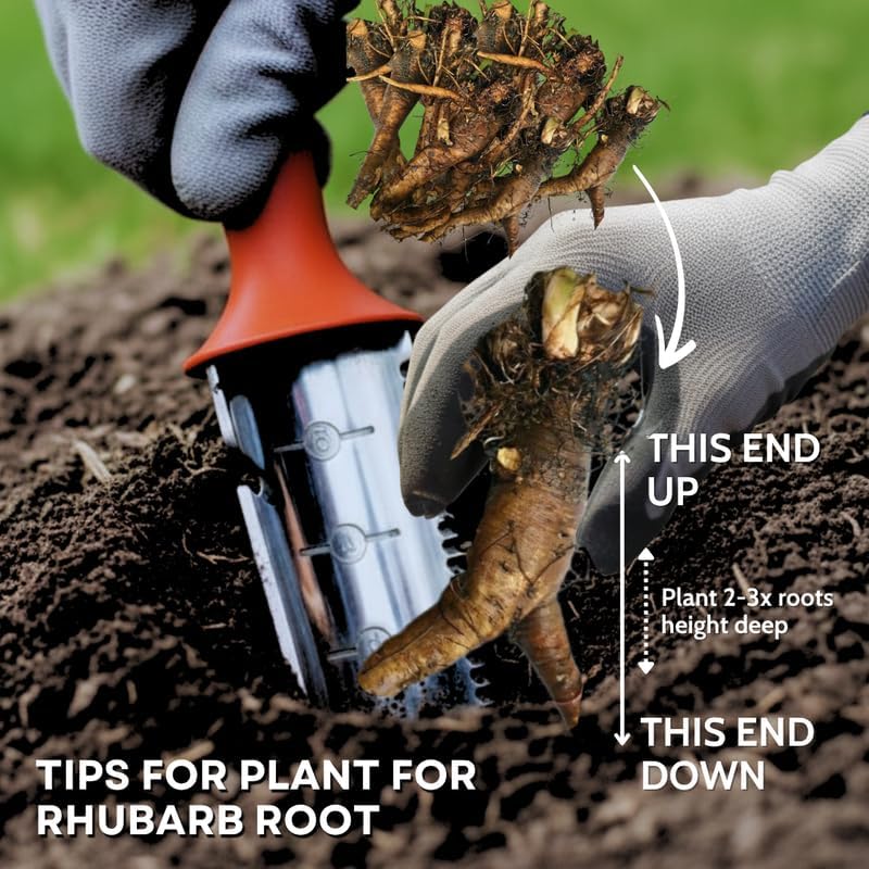 3 Victoria Rhubarb Roots for Planting, Rhubarb Plants for Planting, Rhubarb Crowns 3-5 Inch Tall, Perennial Vegetable Roots for Garden Growing