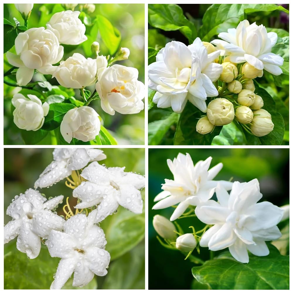 100+ Climbing Jasmine Flower Seeds for Planting-Non-GMO Jasmine Gardenia Plant Fragrant Flower Garden Home
