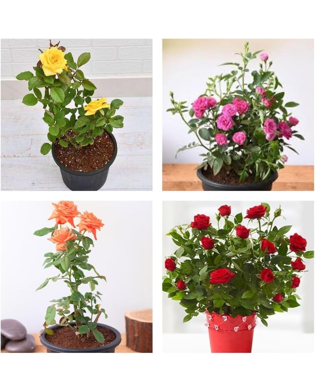 Rose Plant (pack of 4) Variety Pack, Live all seasons 12 monthly flower Flowering Plants,Potted, Indoor Outdoor Garden