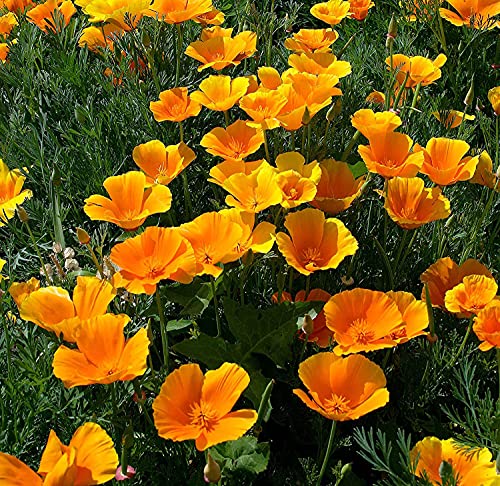 1000 California Poppy Seeds for Planting Yellow Flowers Seeds Easy to Grow Outdoor Home Garden Flower Seeds Gardening Supplies