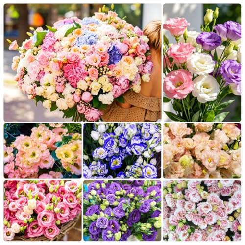 Mixed Lisianthus Seeds for Planting - 999+ Perennial Non-GMO Heirloom Seeds Double Lisianthus Blooms Thornless Rose Flowers Long-Lasting Cut Flowers for Borders & Containers