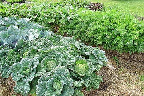 Fertilizante orgánico en gránulos BaleBuster 1 L miniatura 6
