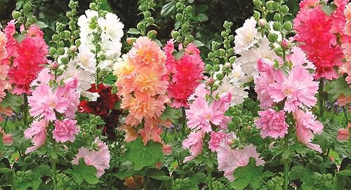 Miniatura 2 de 50+ Semillas Hollyhock Majorette Double - Mezcla de flores