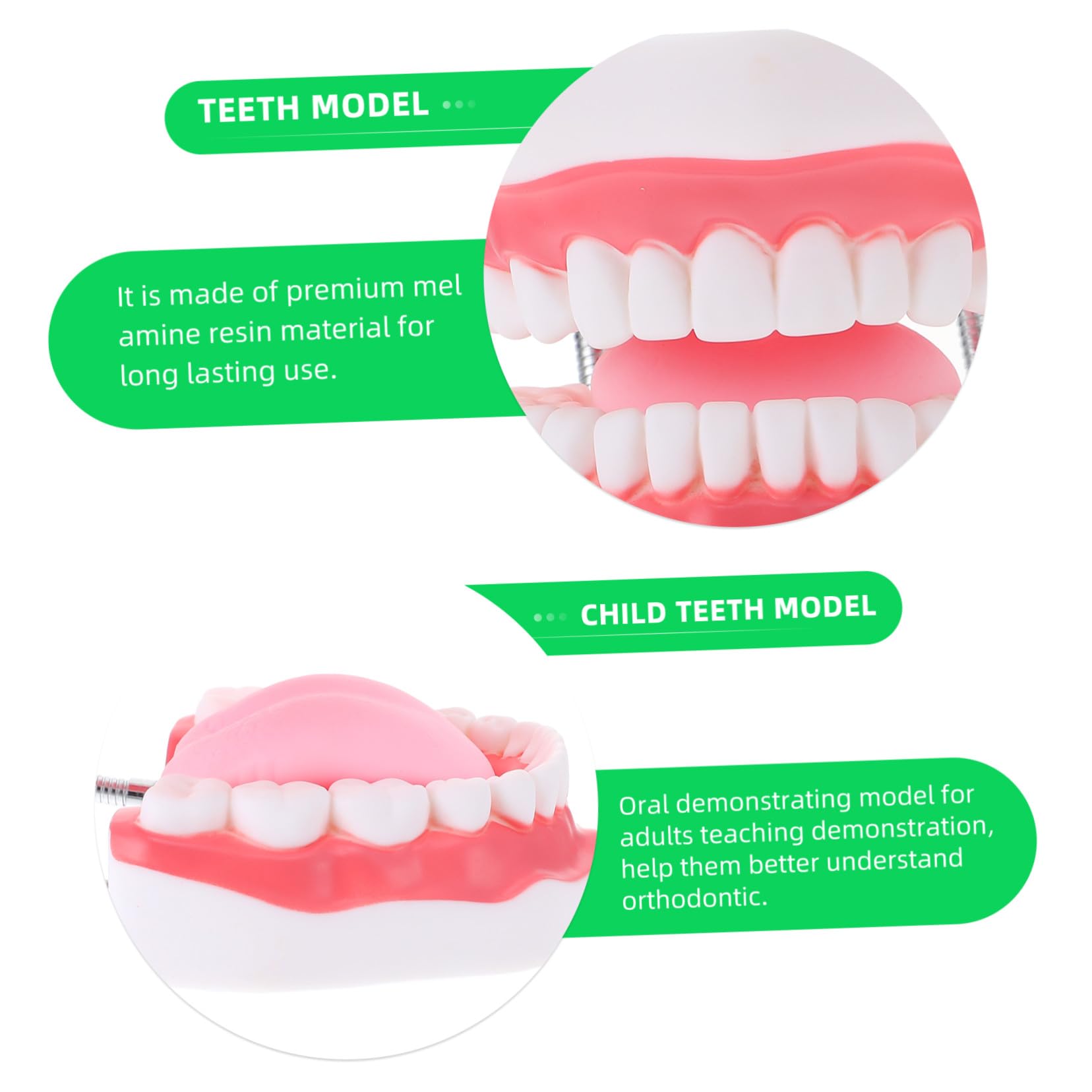 Modello dei Denti 6x Bianco in Pvc con Spazzolino Didattico | Gioco Interattivo per Ragazzo Ragazza, Supporto alla Comunicazione Genitore-figlio, 1 Pezzo