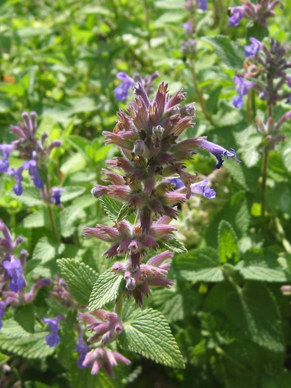 Semi Di Erba Gatta (Nepeta Cataria) - Circa 800 Semi, Per Gatti E Piante Medicinali - Foto 8