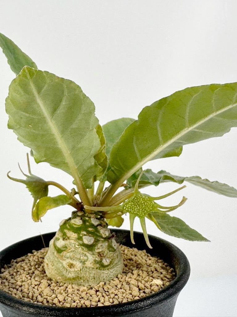 Amazon.co.jp: Dorstenia foetida ドルステニア フォエチダ 塊根