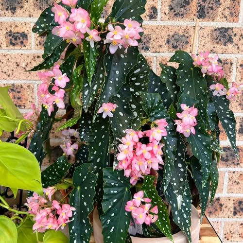 begoniensamen - winterhart mehrjährig garten, balkon 500pcs