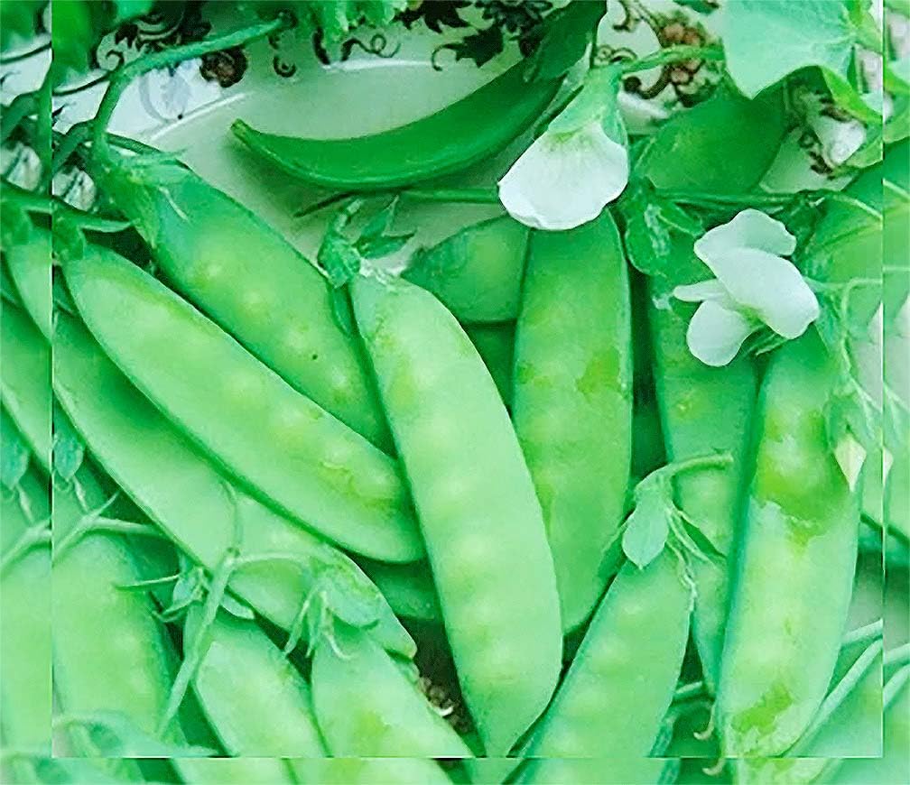 Dwarf Grey Sugar Snow Pea by Marde Ross & Company