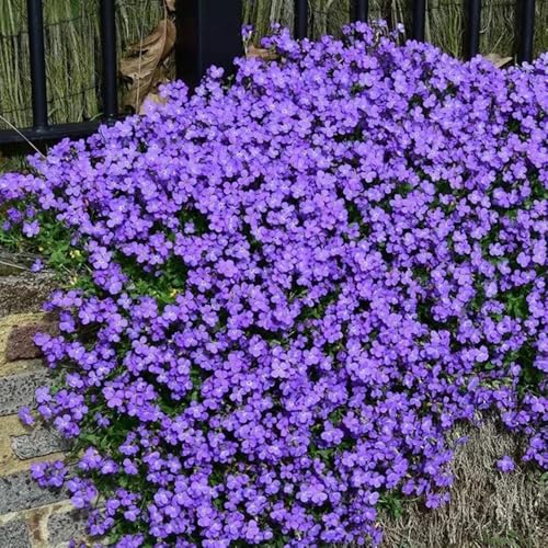 comprar semillas de cojín azul, raras Aubrieta cultorum, semillas de exterior jardín rocas cobertura suelo 500pcs