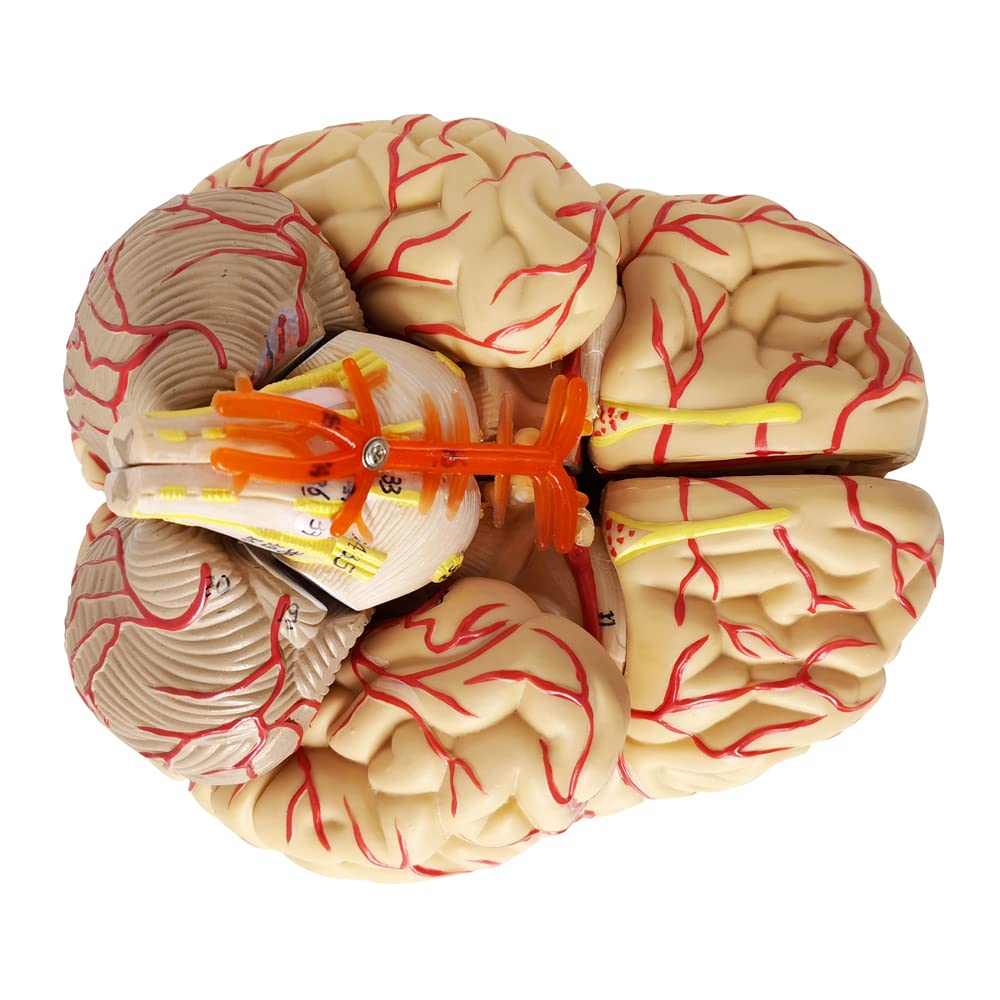 Snapklik.com : Evotech Human Brain Model w/Arteries, 9 Parts Life Size ...