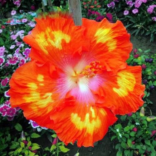Nema Hibiscus Rosa-sinensis Flower Seeds - Orange - 100 Pcs (B07B8NLNZ6) Amazon Price History, Amazon Price Tracker