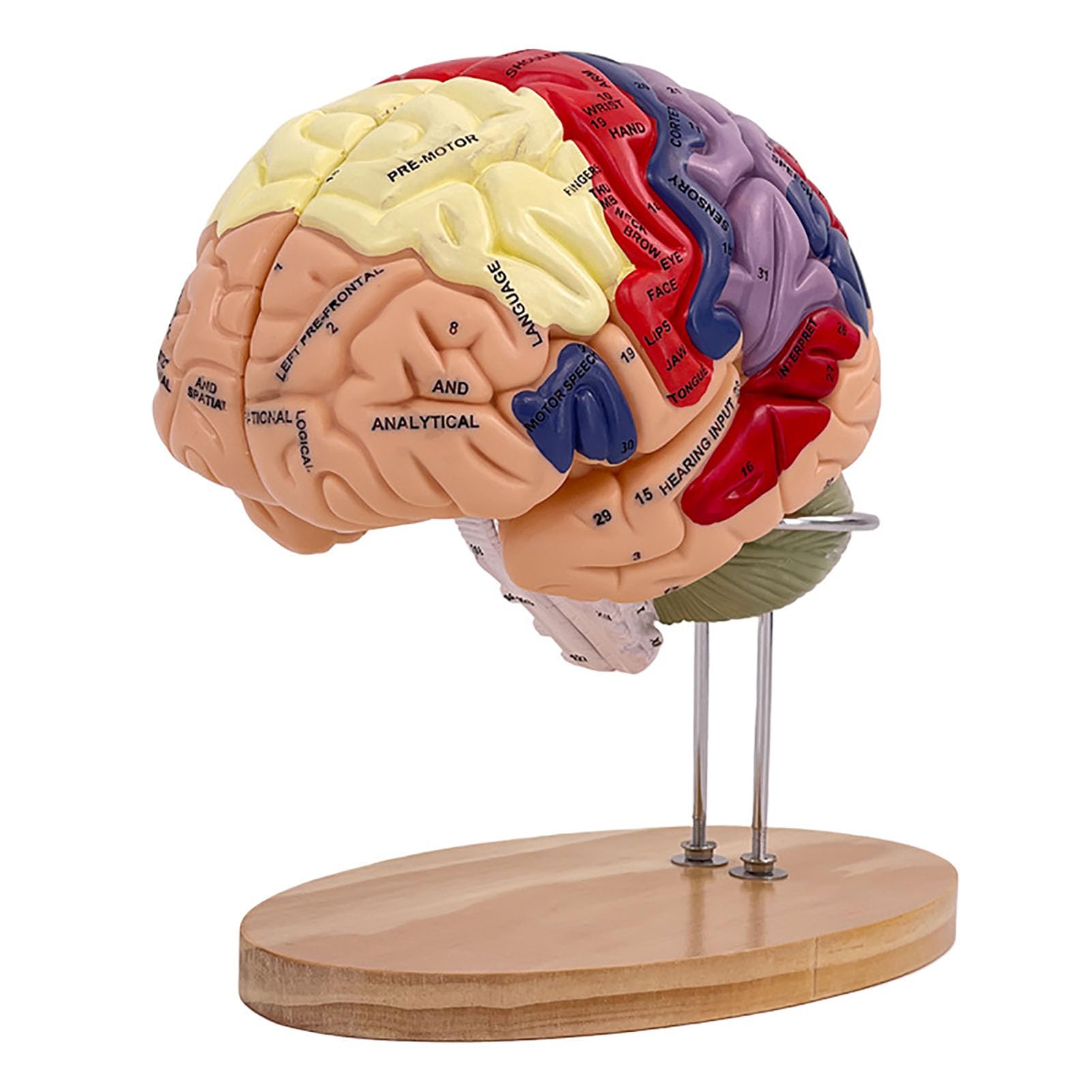 Mannequin humain AMITD taille réelle pour comprendre la neuroanatomie 4 parties