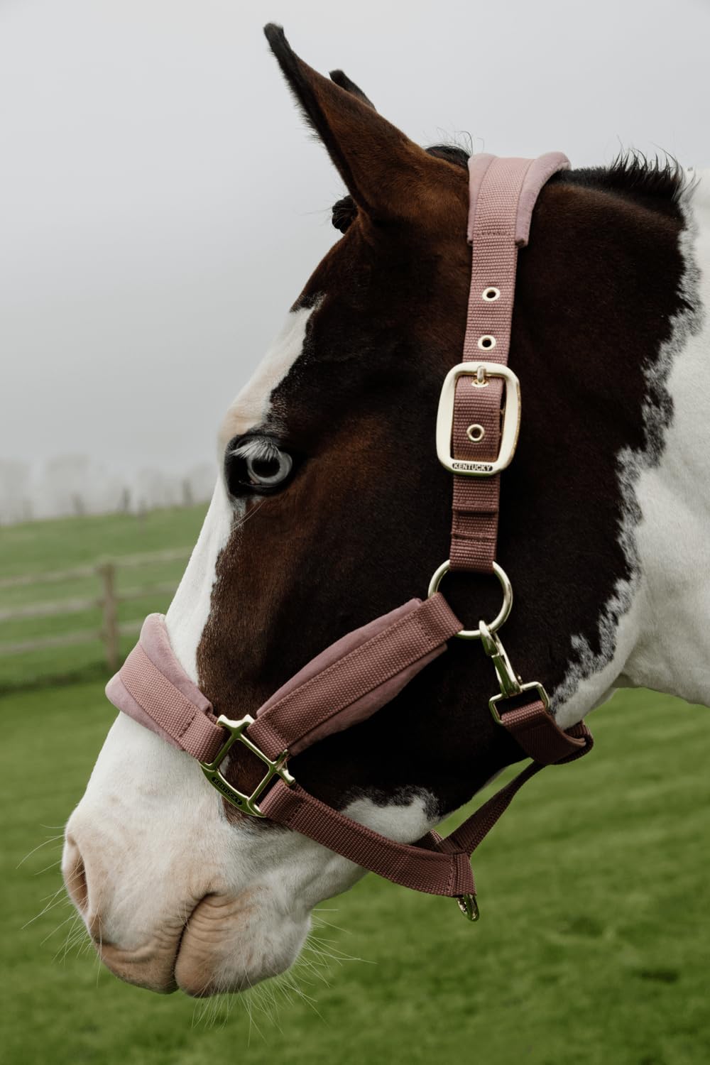 Kentucky - Halfter Pony - Alte Rose - Samt