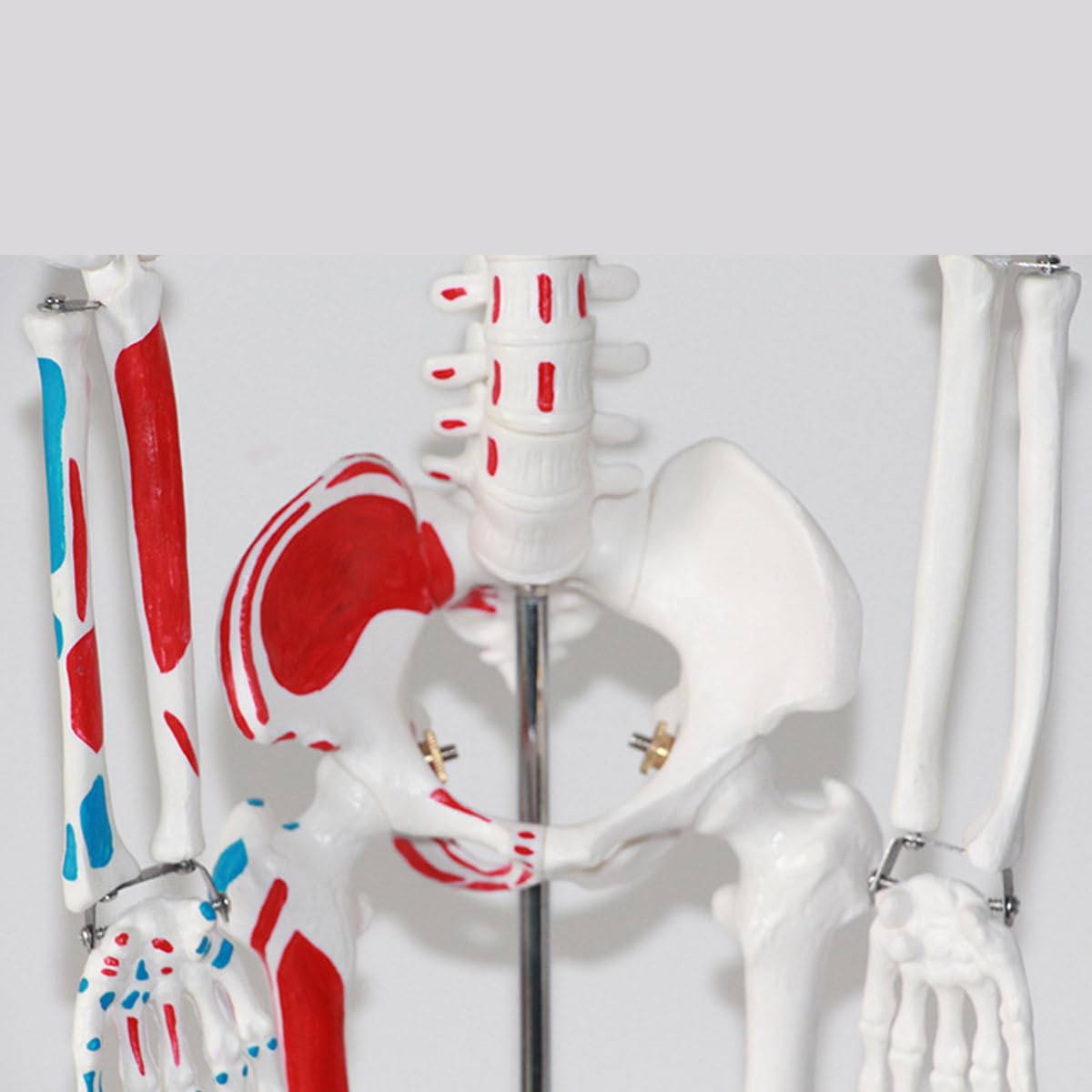Abnehmbares menschliches Skelettmodell mit halber Muskelfarbe, 85 cm Lehrmodell für Anatomieunterricht