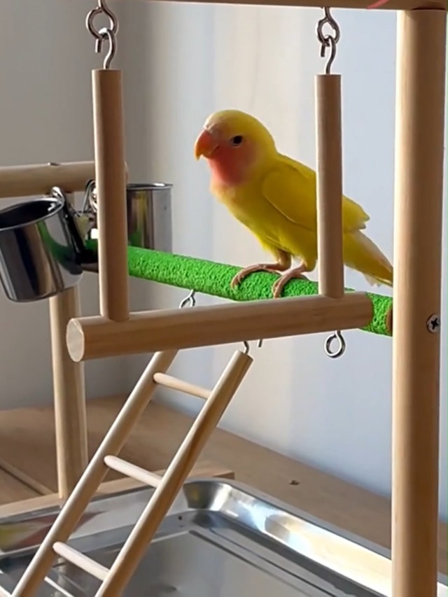 木製 鳥用遊び場 スイング付き*5 木製 鳥用遊び場 スイング付き*5 木製 鳥用遊び場 スイング付き*5