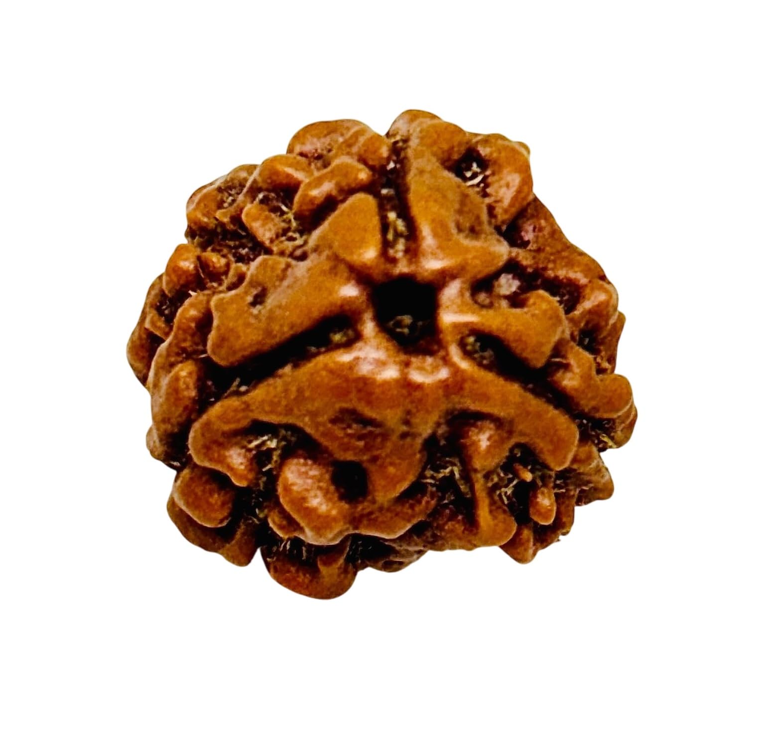 3 mukhi nepali rudraksha bead with lab certificate and x-ray report, natural rudraksha mala bead from nepal origin, authentic spiritual prayer bead for meditation, yoga and religious use