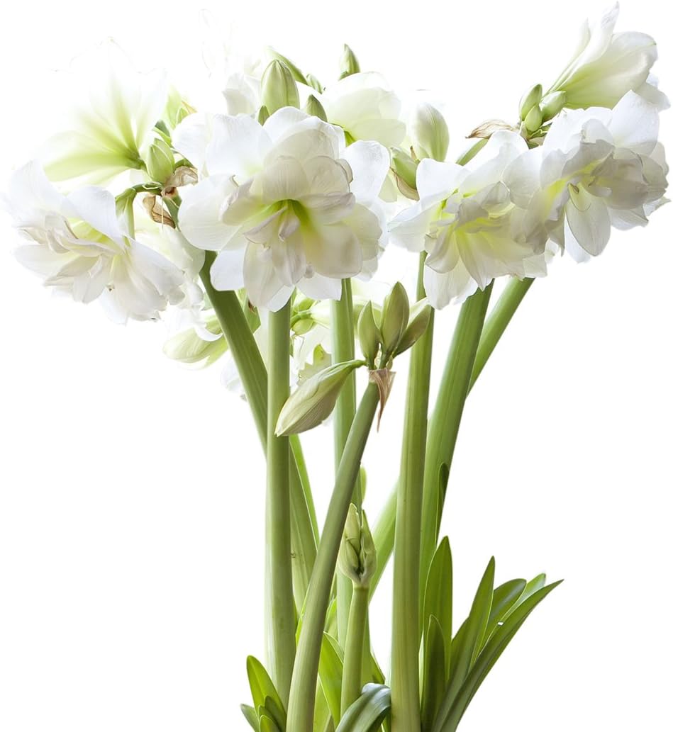 BloomingBulb White Mini Amaryllis-3 Pack, 26-30 cm bulbs, White with yellow-green center