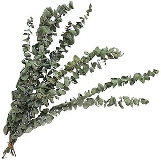 Panin Real Dried Eucalyptus Branches, Natural Eucalyptus Leaves for Flower Arrangements Wedding Party Home Decor