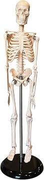 1387 Human Skeleton Model 17 Inch 43cm Desktop Anatomy Model with Movable Joints and Support Stand Durable Plastic Skeleton for Physiology and Classroom Education