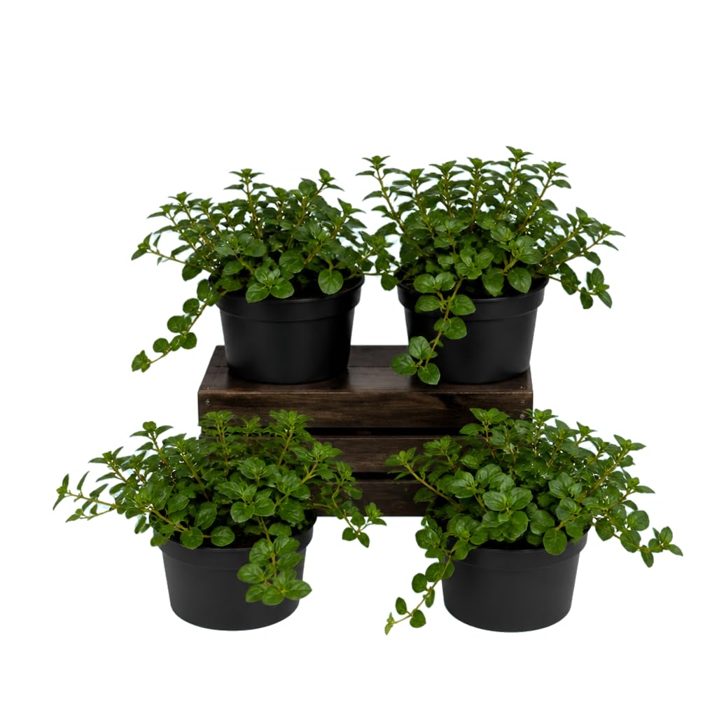 Mentha Piperita - DECOALIVE - Menta Común - Pack de 4 Plantas - 25-30 cm de Altura - para Jardineras