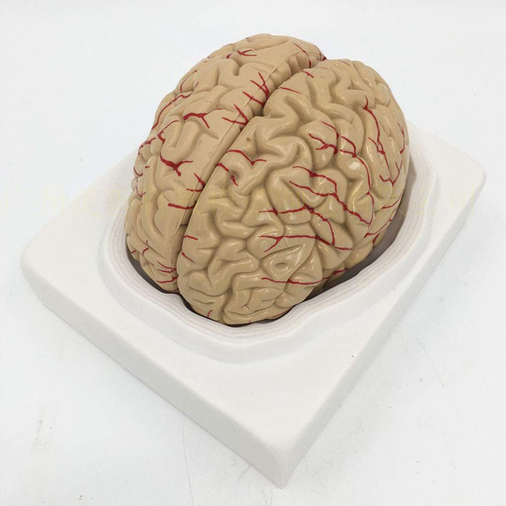 Sjdopulse Light Human Brain Model, Anatomically Accurate Brain Model Life Size Human Anatomy, For Doctors Office Educational Tool