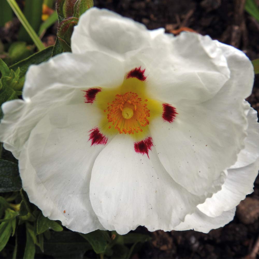 Rock Rose 'Alan Fradd' Sun Rose Hardy Shrubs Outdoor Flowers Garden Plants Easy Grow Your Own Perfect for the Patio, Pots or Border Cistus Purpureus 1 x 3.6 Litre Potted Plant