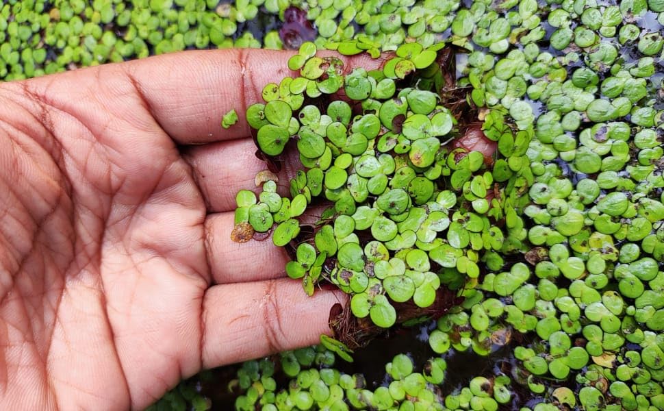 Organic Azolla Pinnata Aquatic Plants Plant Live Seeds Essential Fish Farm Nutrition And Natural Water Purifying Floating Fern (1400 Live Healthy Plant Seeds)-image-38